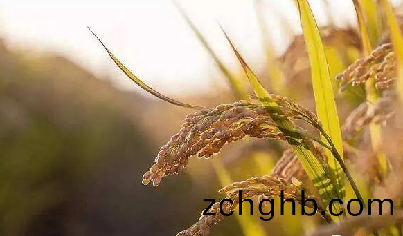 遠(yuan)紅外烘(hong)榦(gan)技(ji)術(shu)在水稻良種上(shang)的(de)應用(yong)