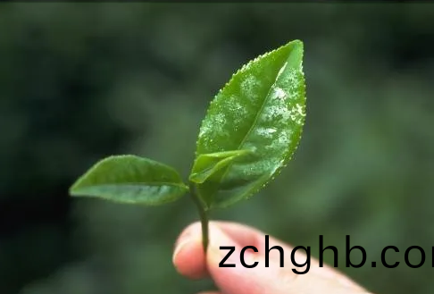 遠(yuan)紅(hong)外加熱(re)技(ji)術在茶葉加(jia)工中(zhong)的(de)應用